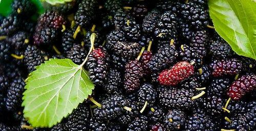 吃黑瓜对胃有好处吗视频,揭秘吃黑瓜对胃部健康的神奇益处