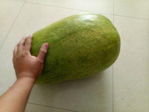 西瓜视频吃雪瓜,西瓜视频带你尝鲜雪瓜美味