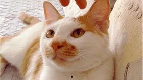 网上流行的吃瓜视频,带你领略人间百态