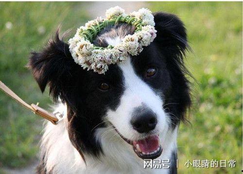 边牧可以吃玉龙瓜吗视频,边牧安全食用玉龙瓜揭秘