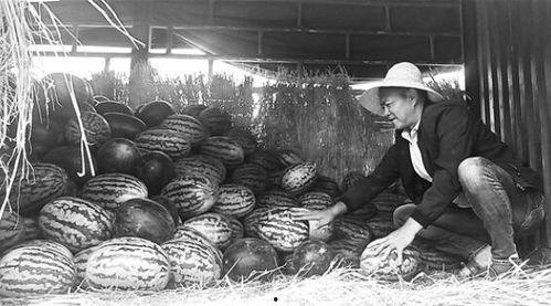 锡盟吃瓜群众事件视频,一场网络舆论的风暴与反思