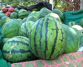 安心吃瓜看视频,畅享视频盛宴