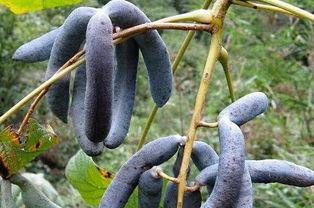 吃猫屎瓜的视频大全集,趣味横生的动物奇观揭秘