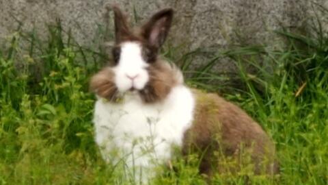 羊瓜兔子可以吃吗视频,揭秘这些小动物的健康美食