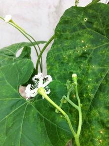 吃瓜花的视频在线观看,揭秘娱乐圈幕后故事，带你领略明星真实生活