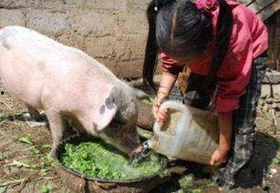 猪吃瓜有营养吗视频,猪吃瓜真的有益健康吗？