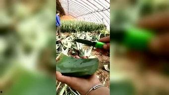 胖子在瓜地吃西瓜的视频