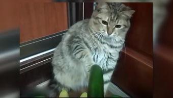 小猫吃瓜吵架视频播放下载,小猫吃瓜吵架视频播放下载热潮